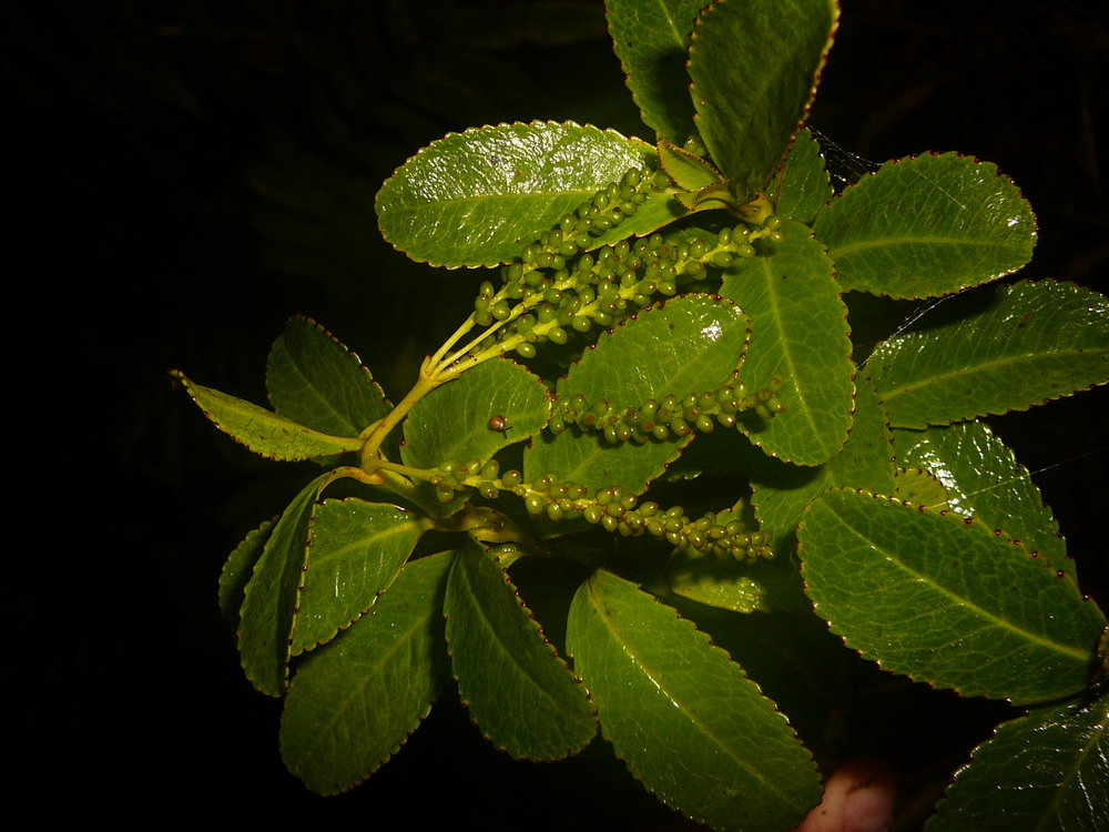 Ascarina polystachia