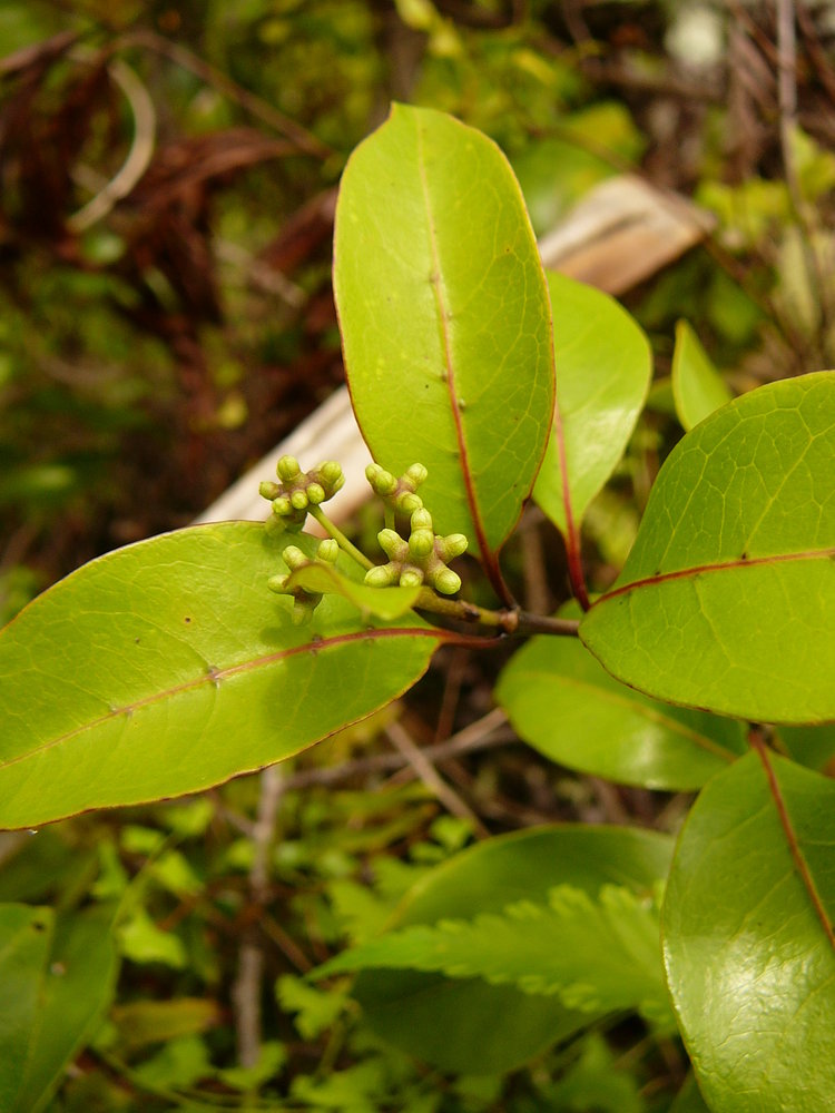 Morinda myrtifolia