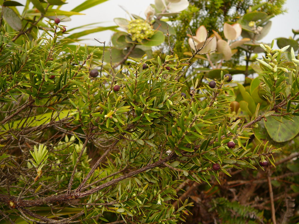 Leptecophylla tameiameiae