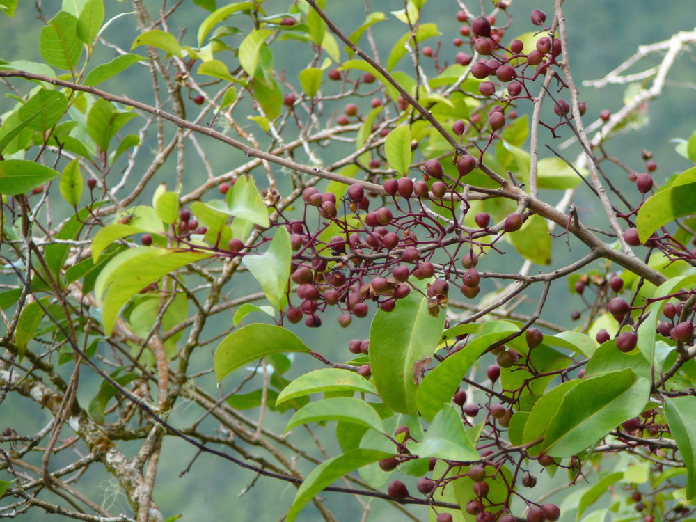 Maytenus vitiensis