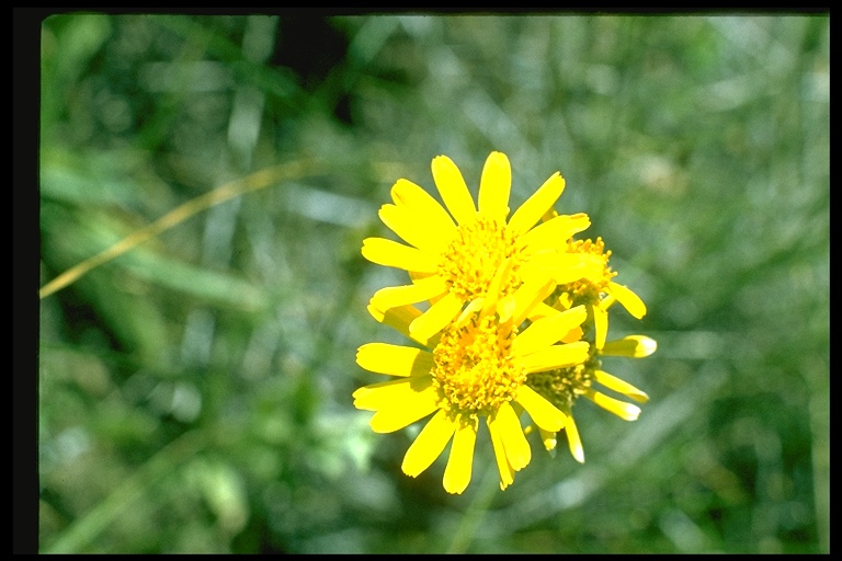 Arnica chamissonis Arnica chamissonis
