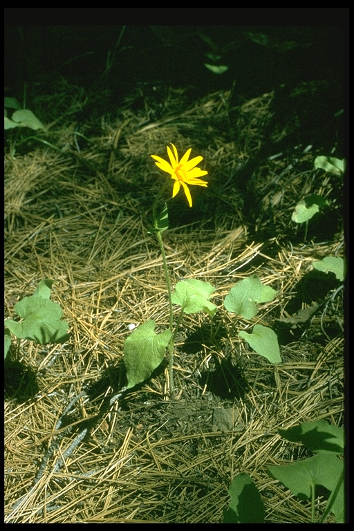 Arnica cordifolia Arnica cordifolia