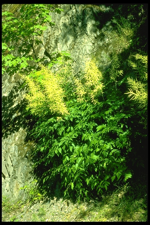 Aruncus dioicus var. acuminatus