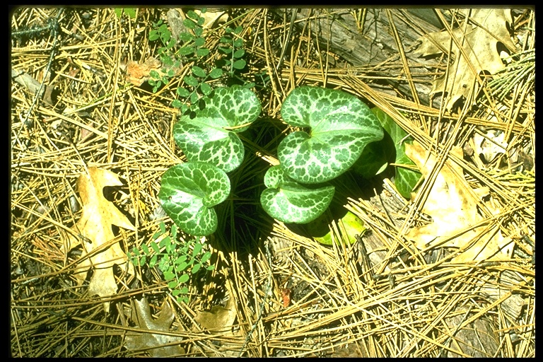 Asarum hartwegii