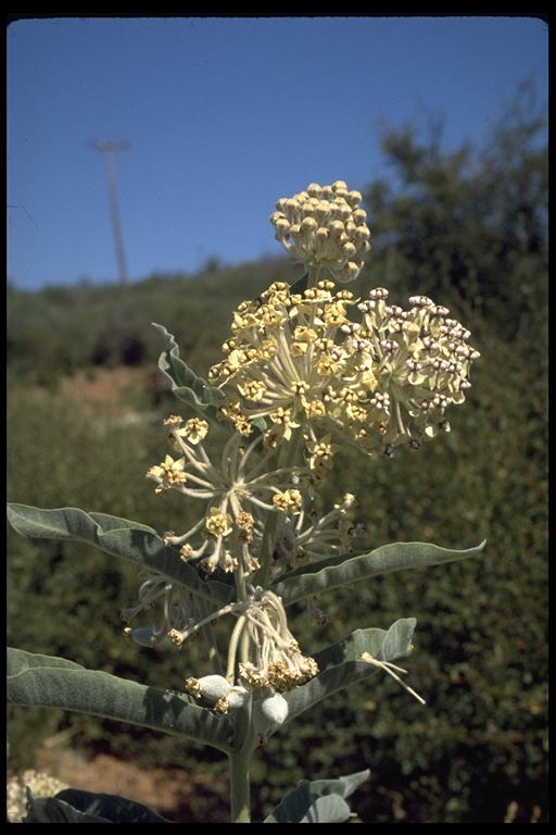 Asclepias eriocarpa