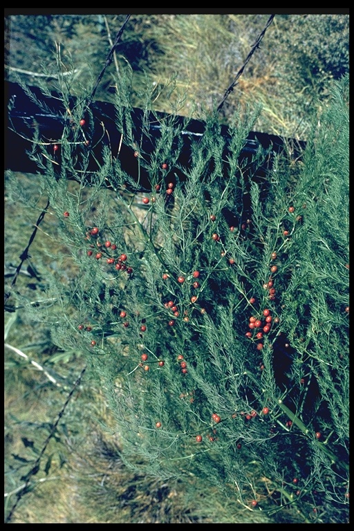 Asparagus officinalis ssp. officinalis