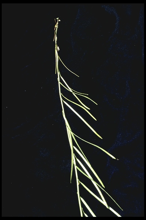 Arabis holboellii Arabis holboellii