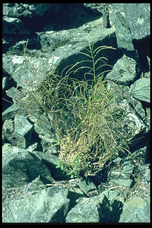 Arabis sparsiflora var. subvillosa