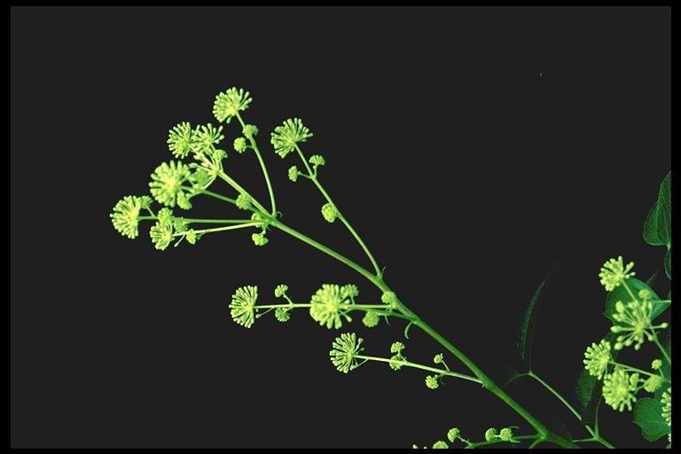 Aralia californica Aralia californica