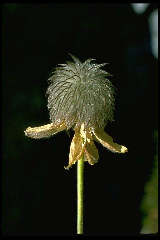 Anemone occidentalis
