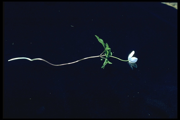 Anemone oregana