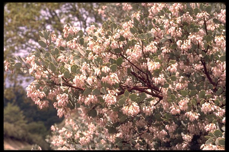 Arctostaphylos viscida