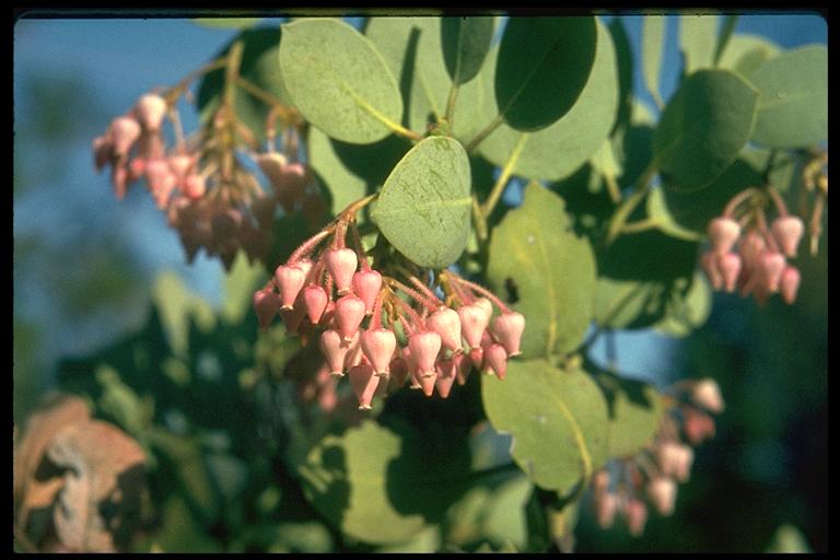 Arctostaphylos viscida