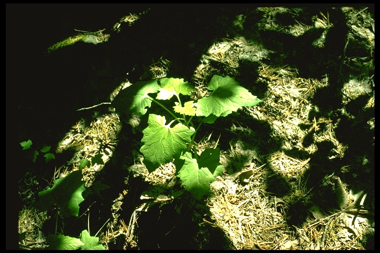 Adenocaulon bicolor