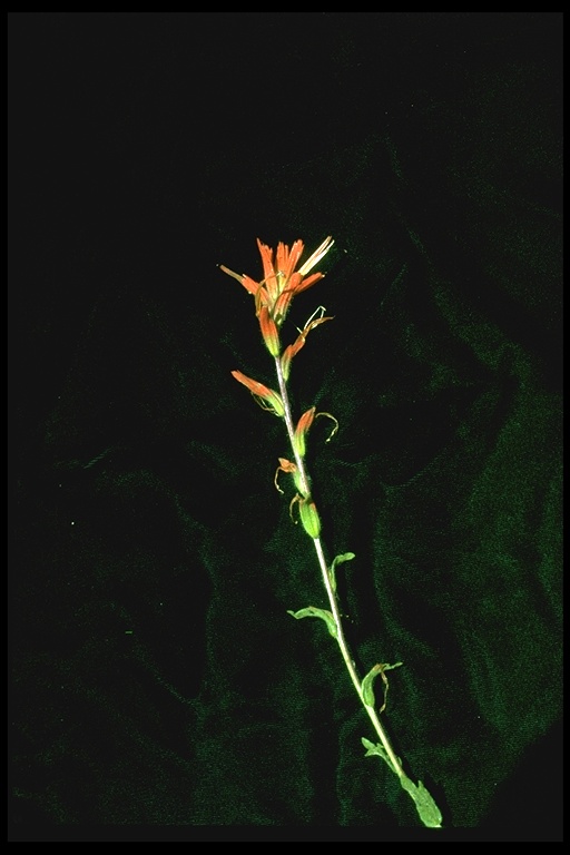 Castilleja minor ssp. spiralis
