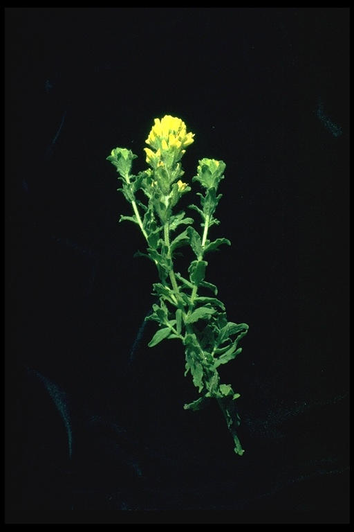 Castilleja affinis Castilleja affinis