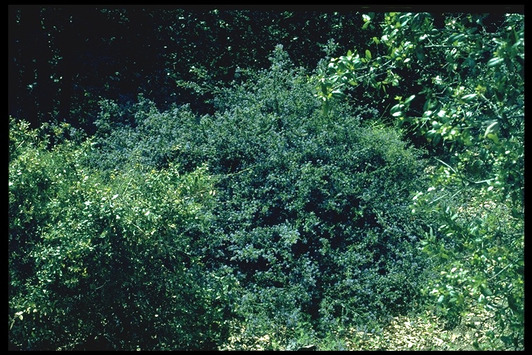 Ceanothus foliosus