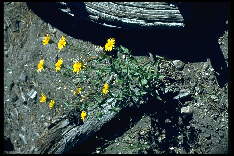 Heterotheca sessiliflora ssp. bolanderi