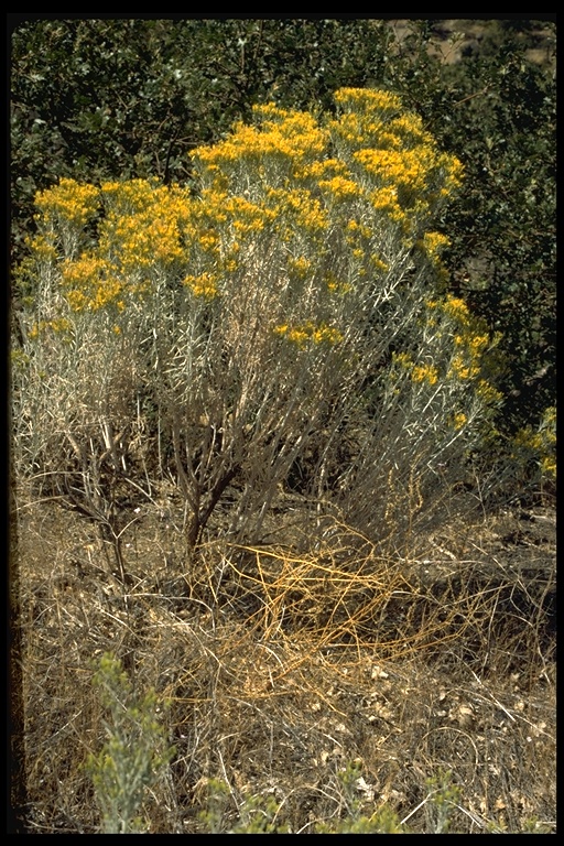 Ericameria nauseosa Ericameria nauseosa