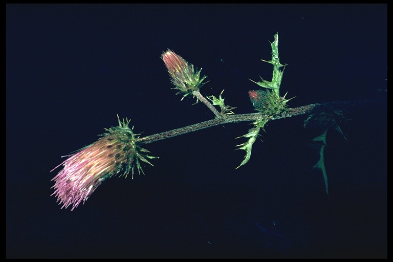 Cirsium andersonii