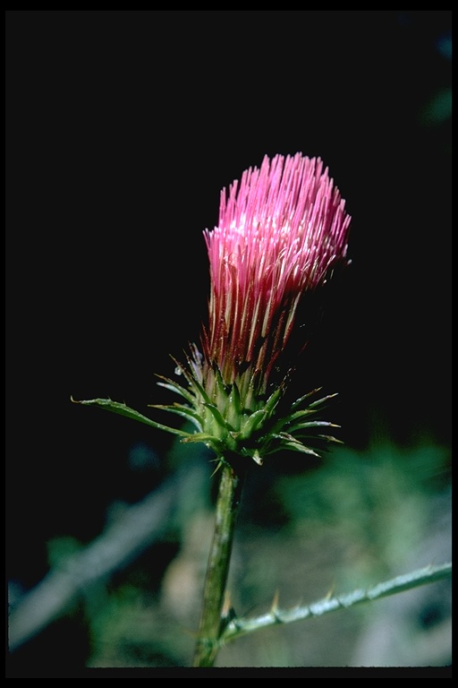 Cirsium andersonii