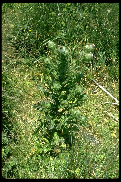 Cirsium brevistylum Cirsium brevistylum