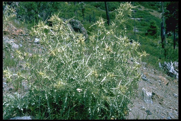 Cirsium douglasii