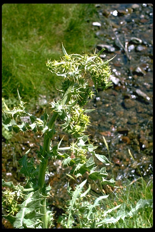 Cirsium fontinale var. campylon Cirsium fontinale var. campylon