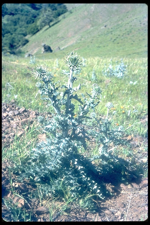 Cirsium occidentale var. occidentale
