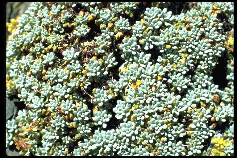 Eriogonum caespitosum Eriogonum caespitosum