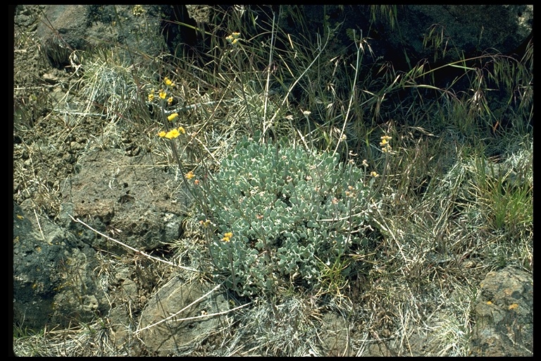 Eriogonum marifolium Eriogonum marifolium