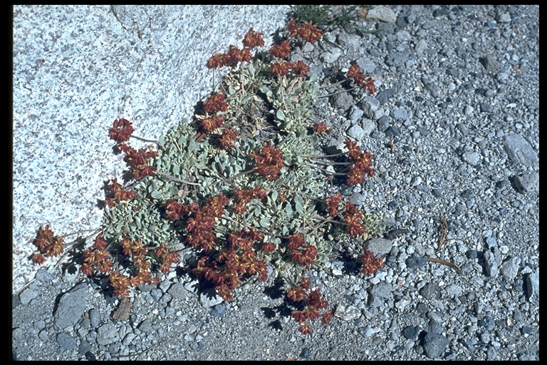 Eriogonum incanum Eriogonum incanum