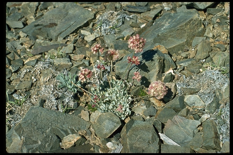 Eriogonum ovalifolium var. nivale