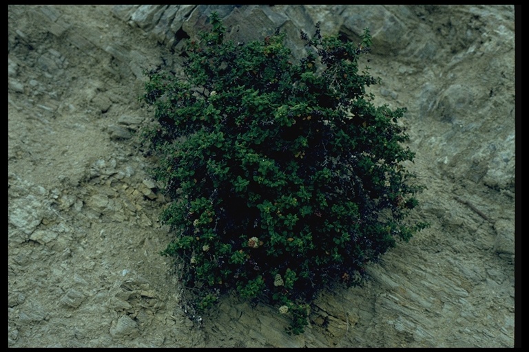 Eriogonum parvifolium Eriogonum parvifolium