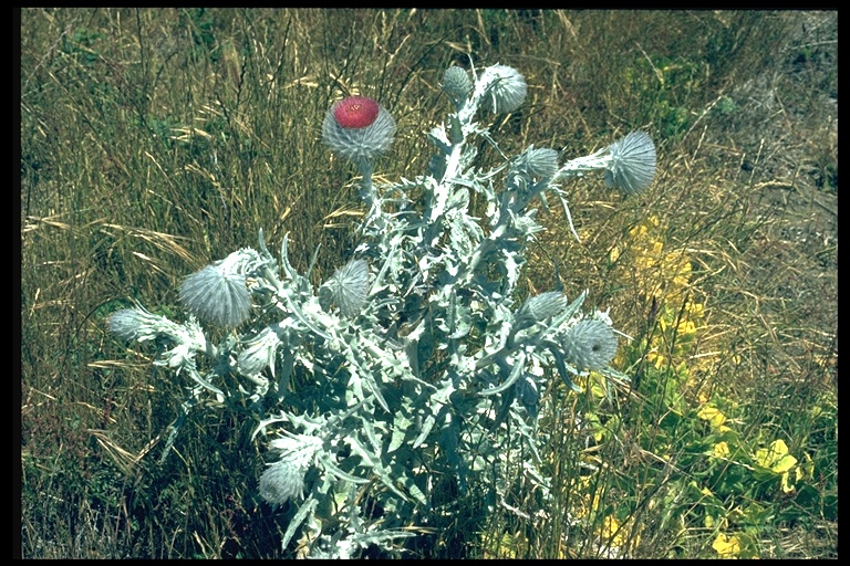 Cirsium occidentale Cirsium occidentale