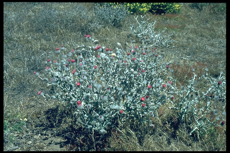 Cirsium occidentale