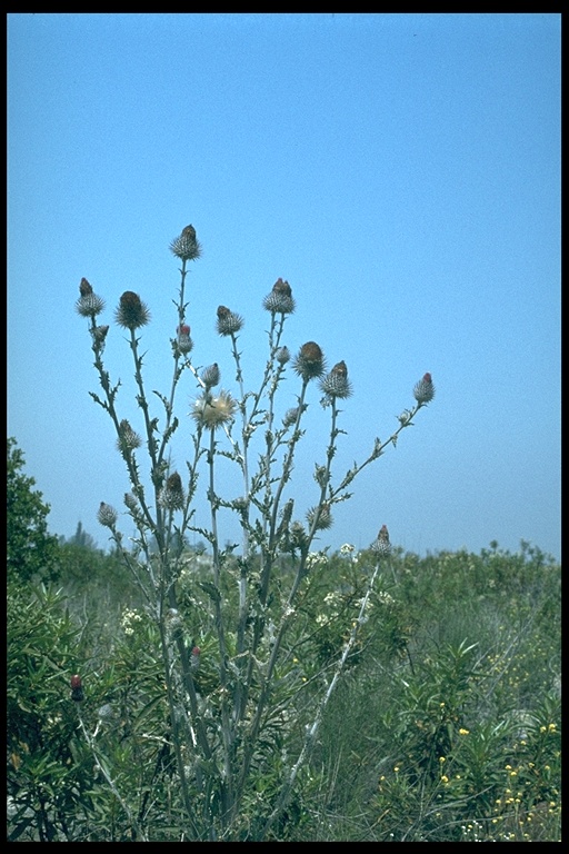 Cirsium occidentale var. venustum
