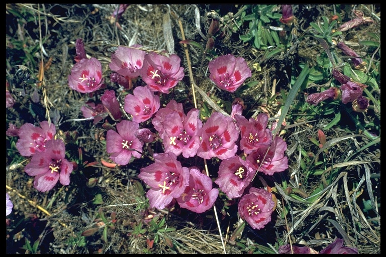 Clarkia amoena ssp. amoena