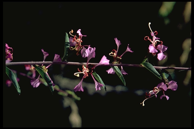Clarkia unguiculata Clarkia unguiculata