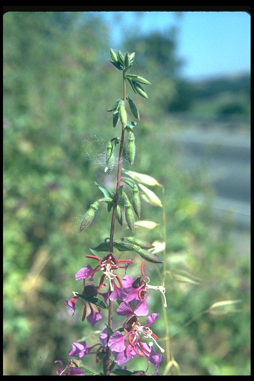 Clarkia elegans Clarkia elegans