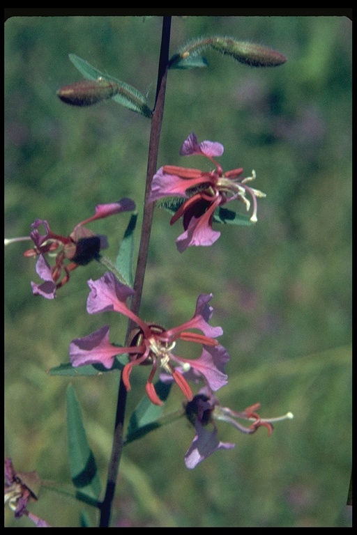 Clarkia unguiculata