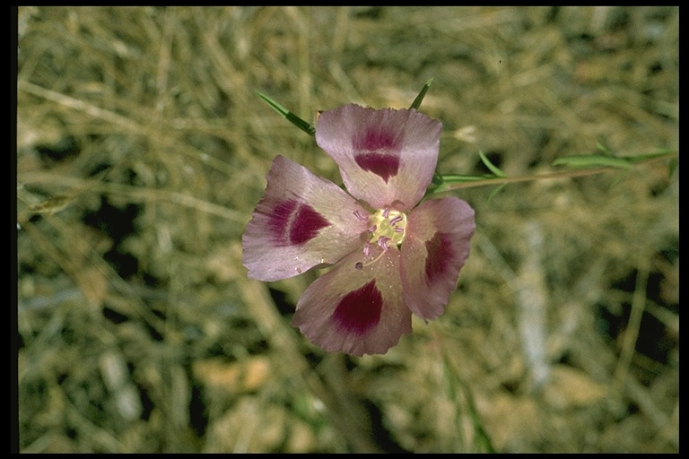 Clarkia purpurea ssp. viminea Clarkia purpurea ssp. viminea