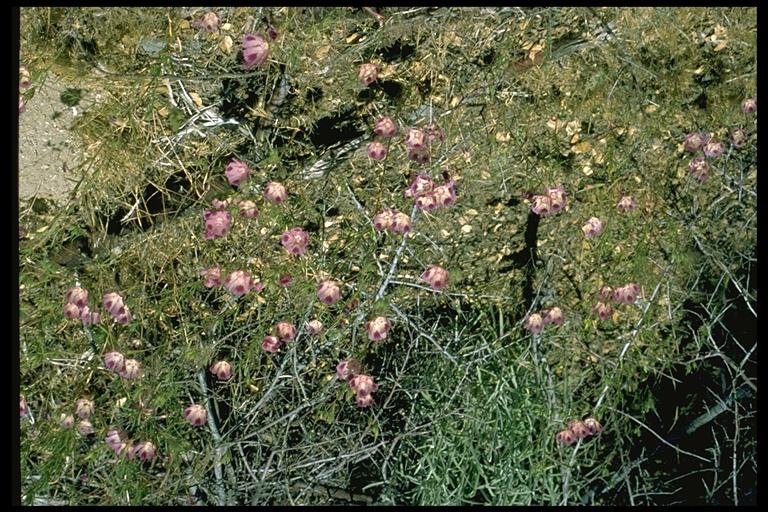 Clarkia purpurea ssp. viminea