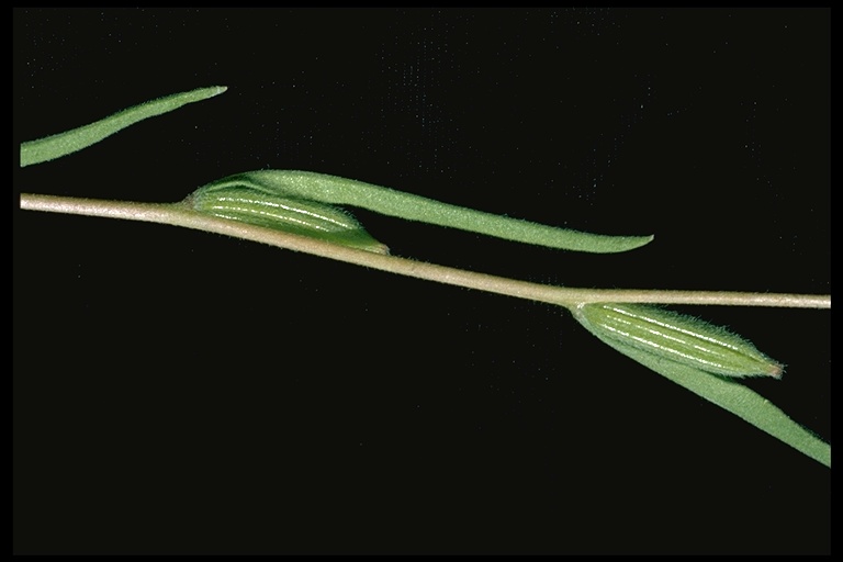 Clarkia purpurea ssp. viminea