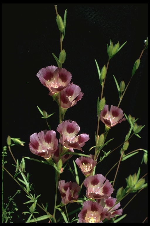 Clarkia purpurea ssp. viminea Clarkia purpurea ssp. viminea