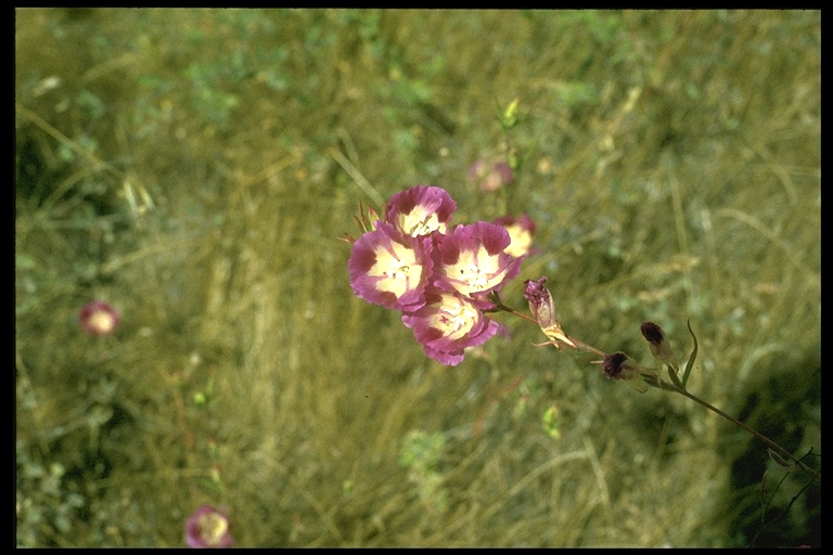 Clarkia purpurea ssp. viminea Clarkia purpurea ssp. viminea