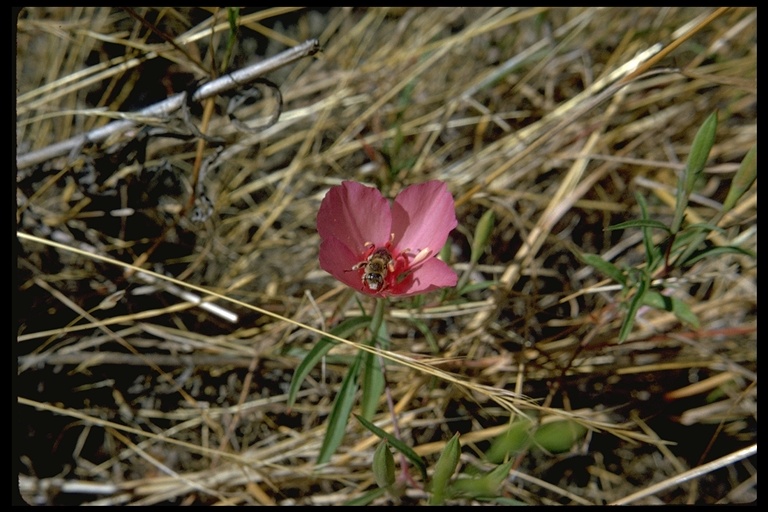 Clarkia rubicunda
