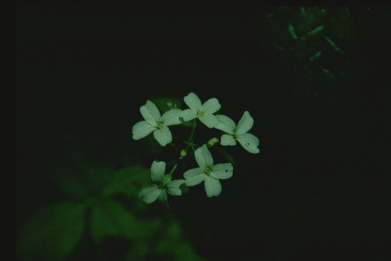 Cardamine breweri Cardamine breweri
