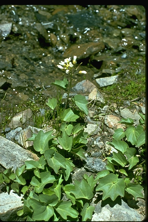 Cardamine cordifolia var. lyallii