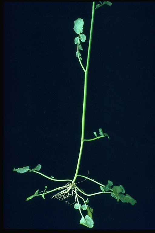 Cardamine oligosperma Cardamine oligosperma